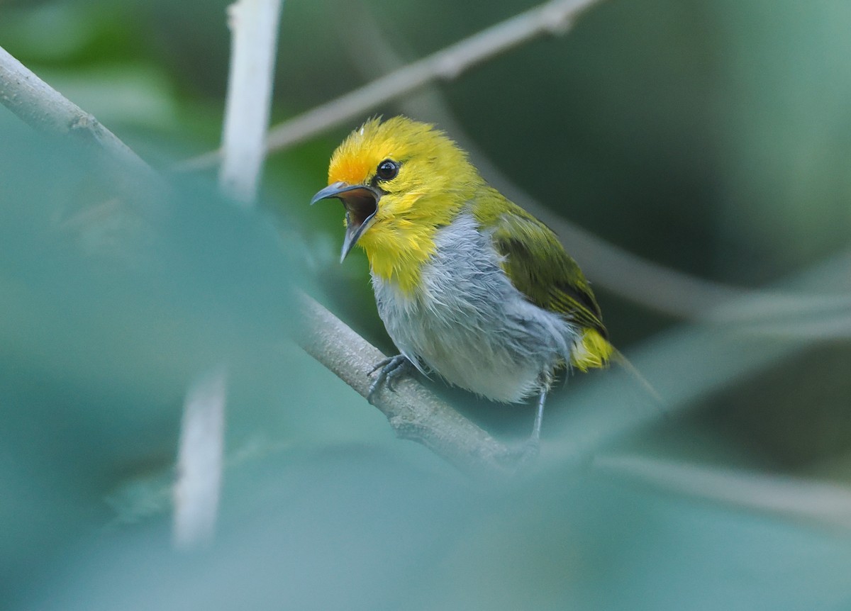 Yellow-spectacled Heleia - ML646753852