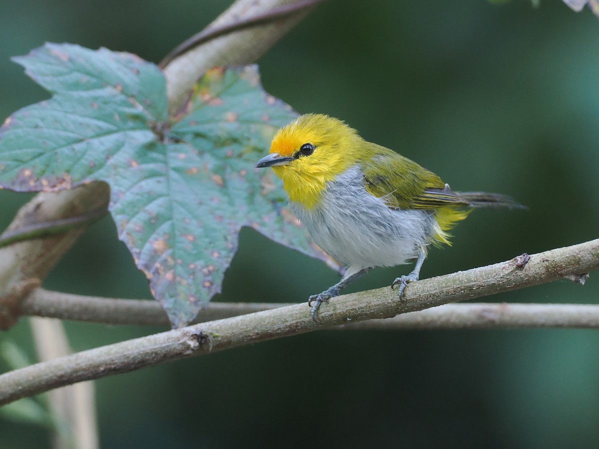 Yellow-spectacled Heleia - ML646753853