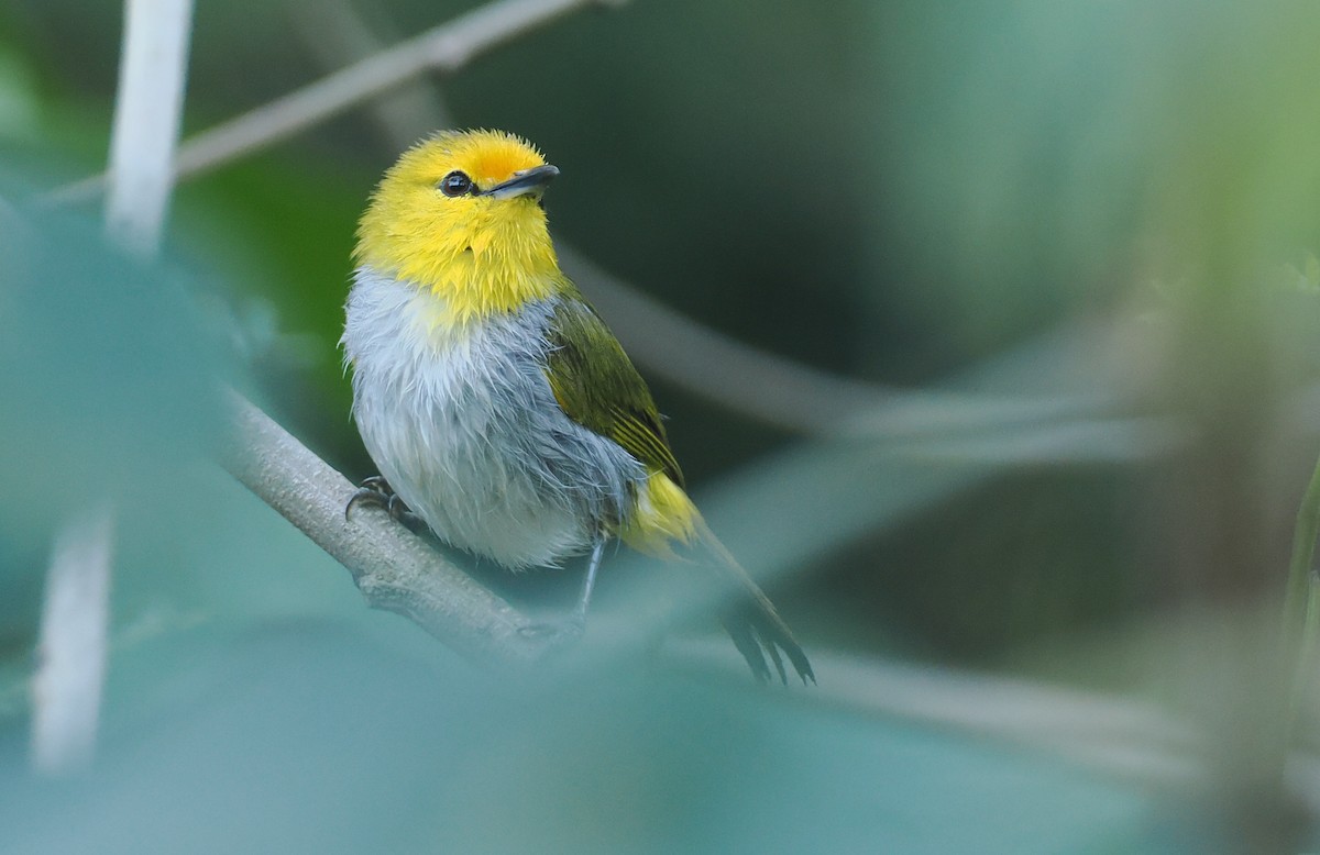 Yellow-spectacled Heleia - ML646753854