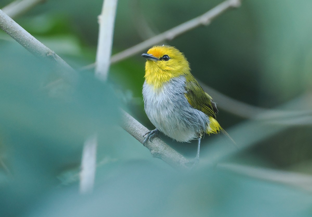 Yellow-spectacled Heleia - ML646753855