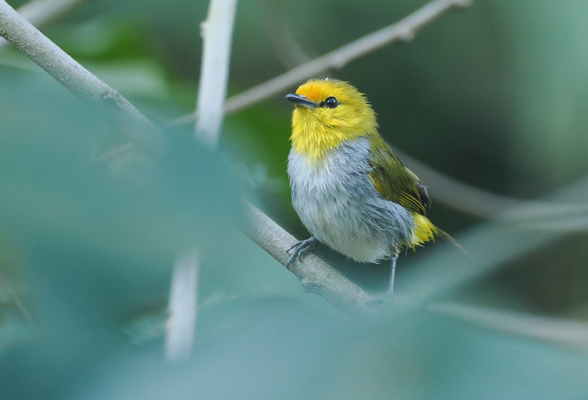 Окулярець рудолобий - ML646753856