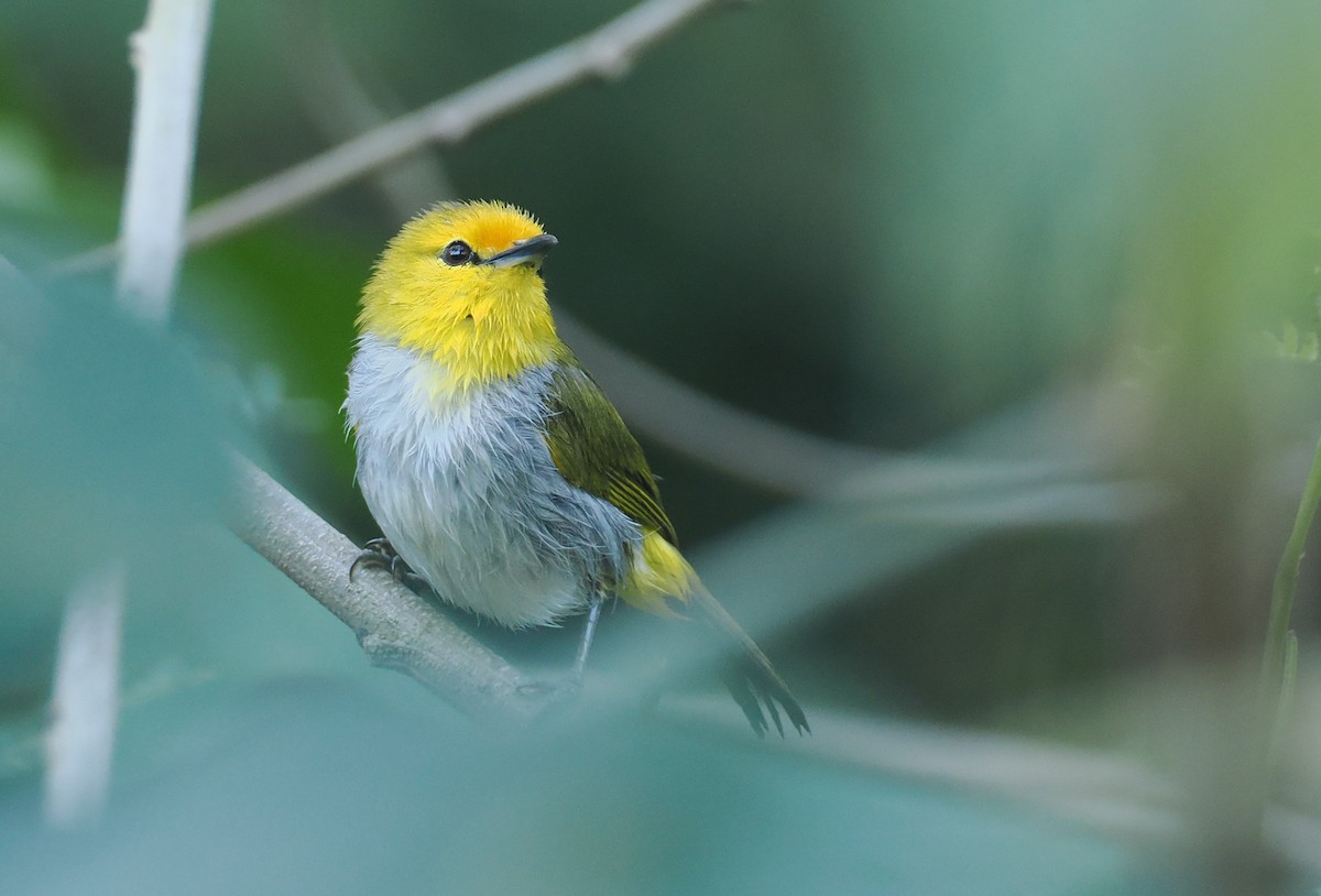 Yellow-spectacled Heleia - ML646753857