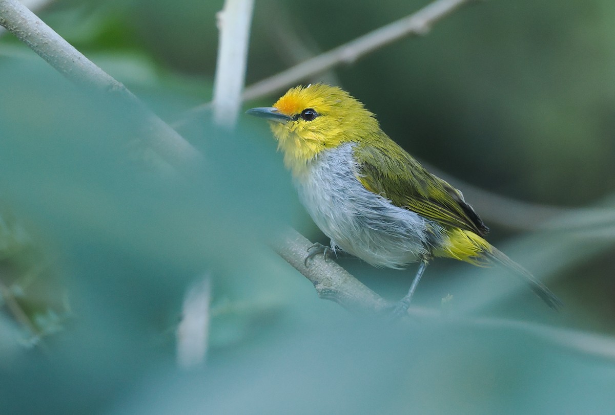 Окулярець рудолобий - ML646753858