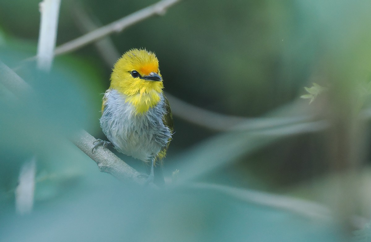 Окулярець рудолобий - ML646753859