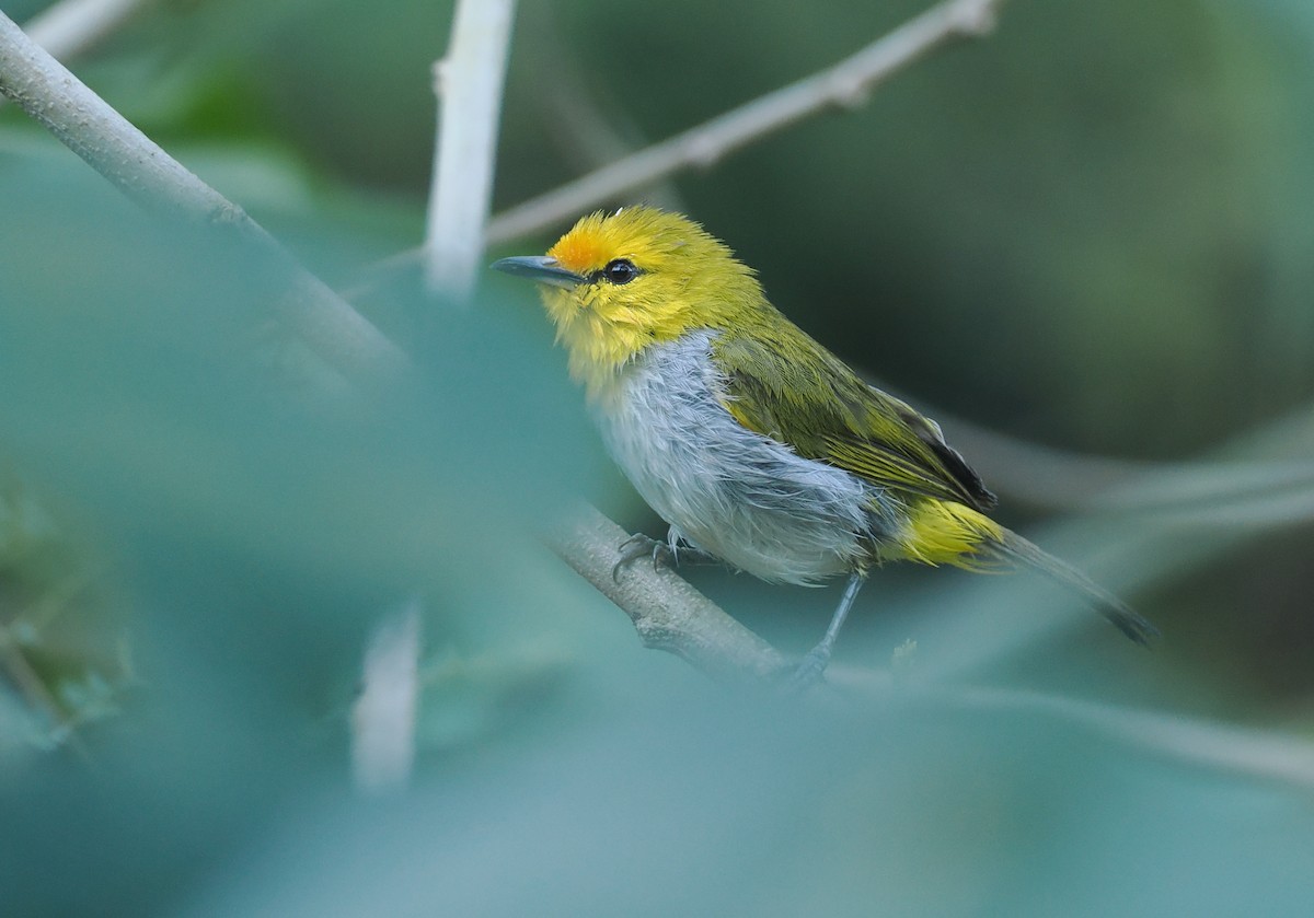 Окулярець рудолобий - ML646753860