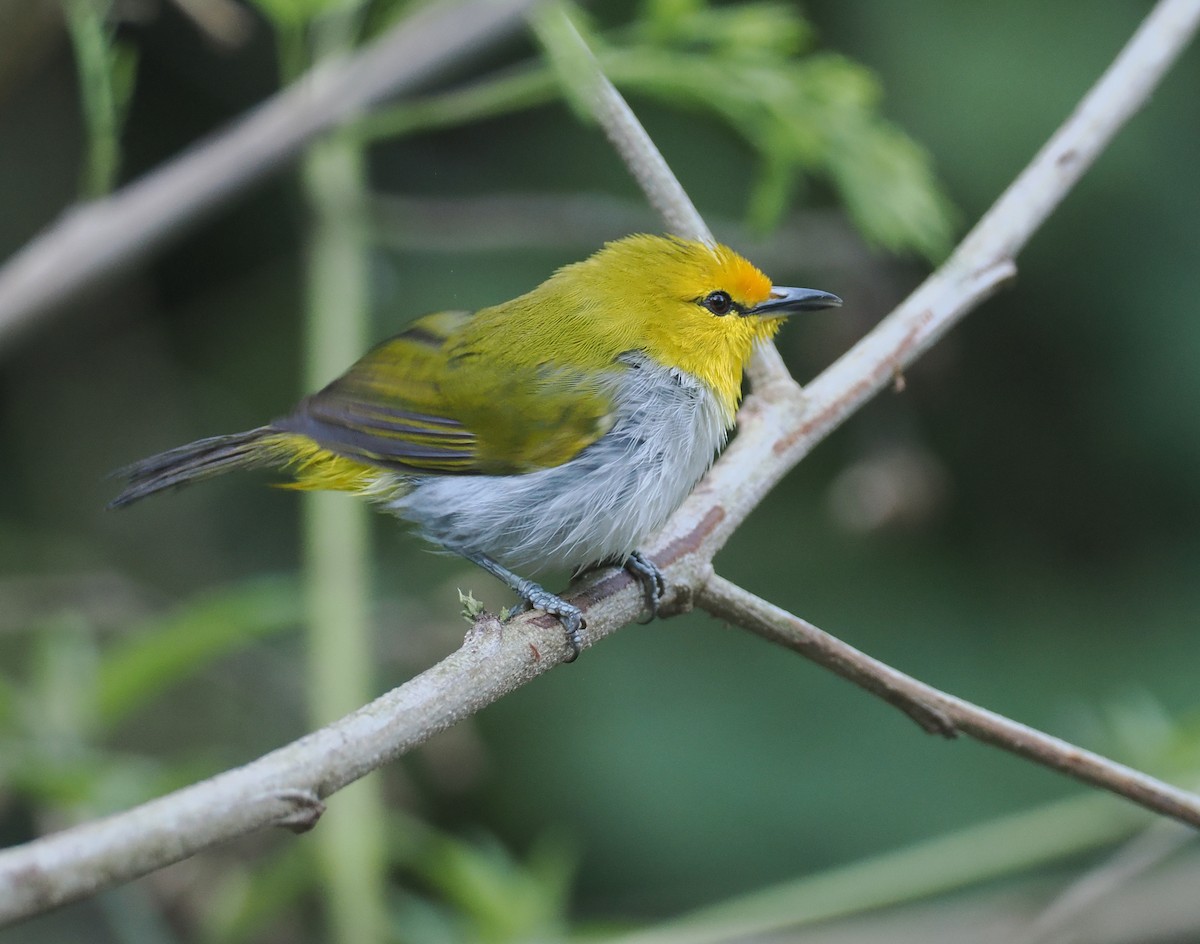 Окулярець рудолобий - ML646753861