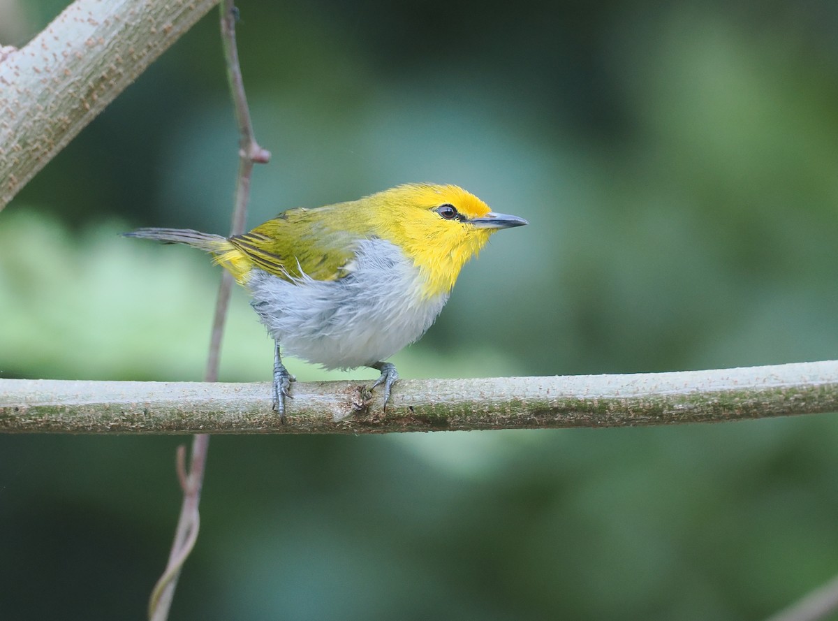 Окулярець рудолобий - ML646753862