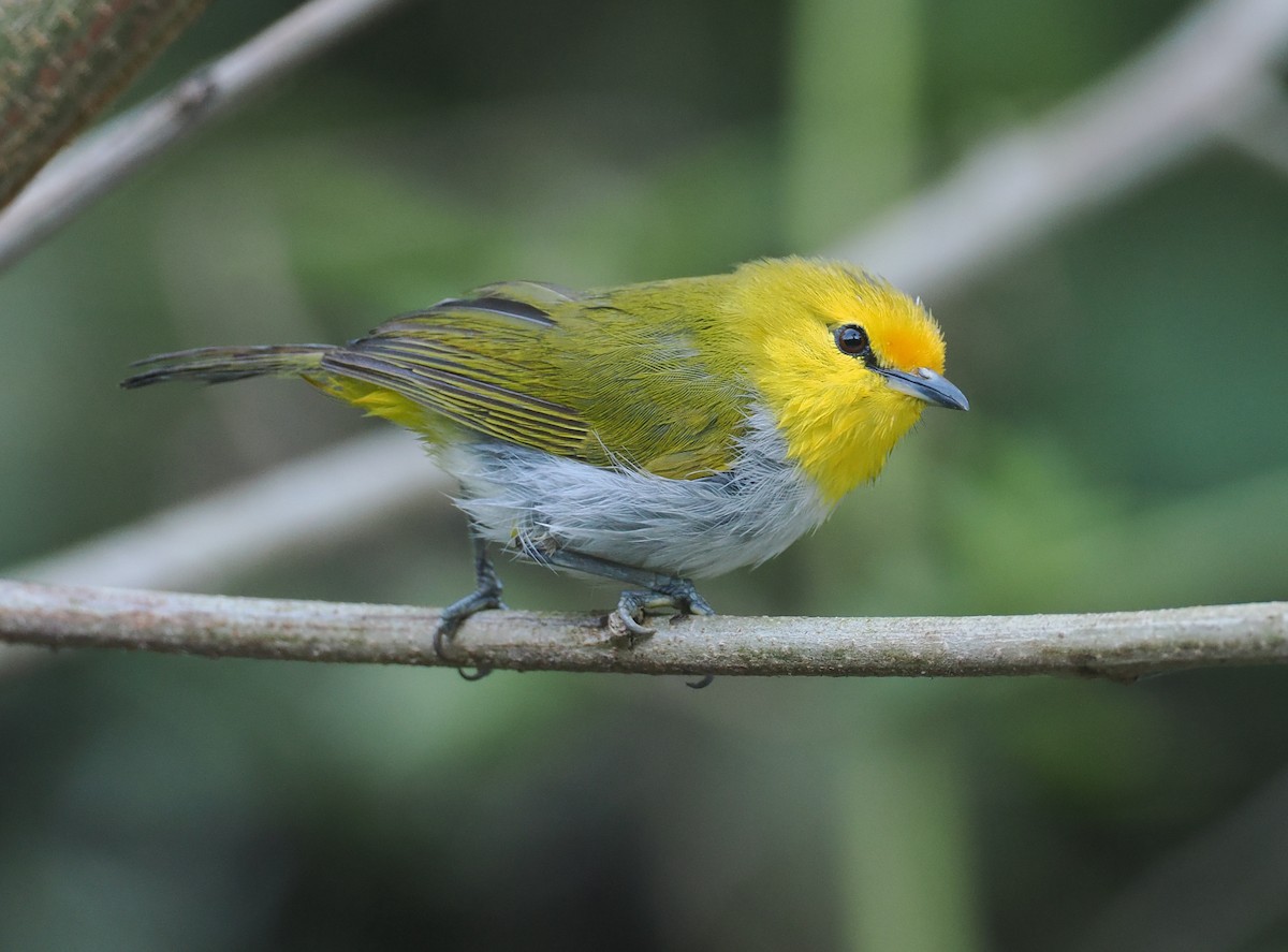 Окулярець рудолобий - ML646753863