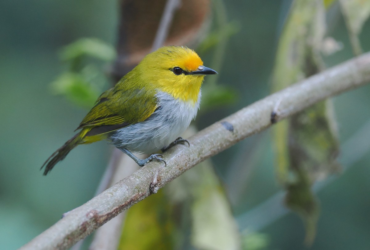 Окулярець рудолобий - ML646753864