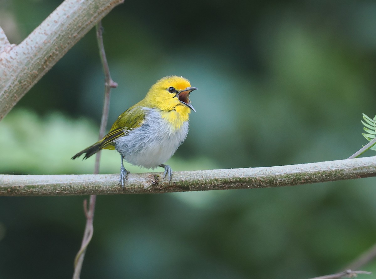 Окулярець рудолобий - ML646753865