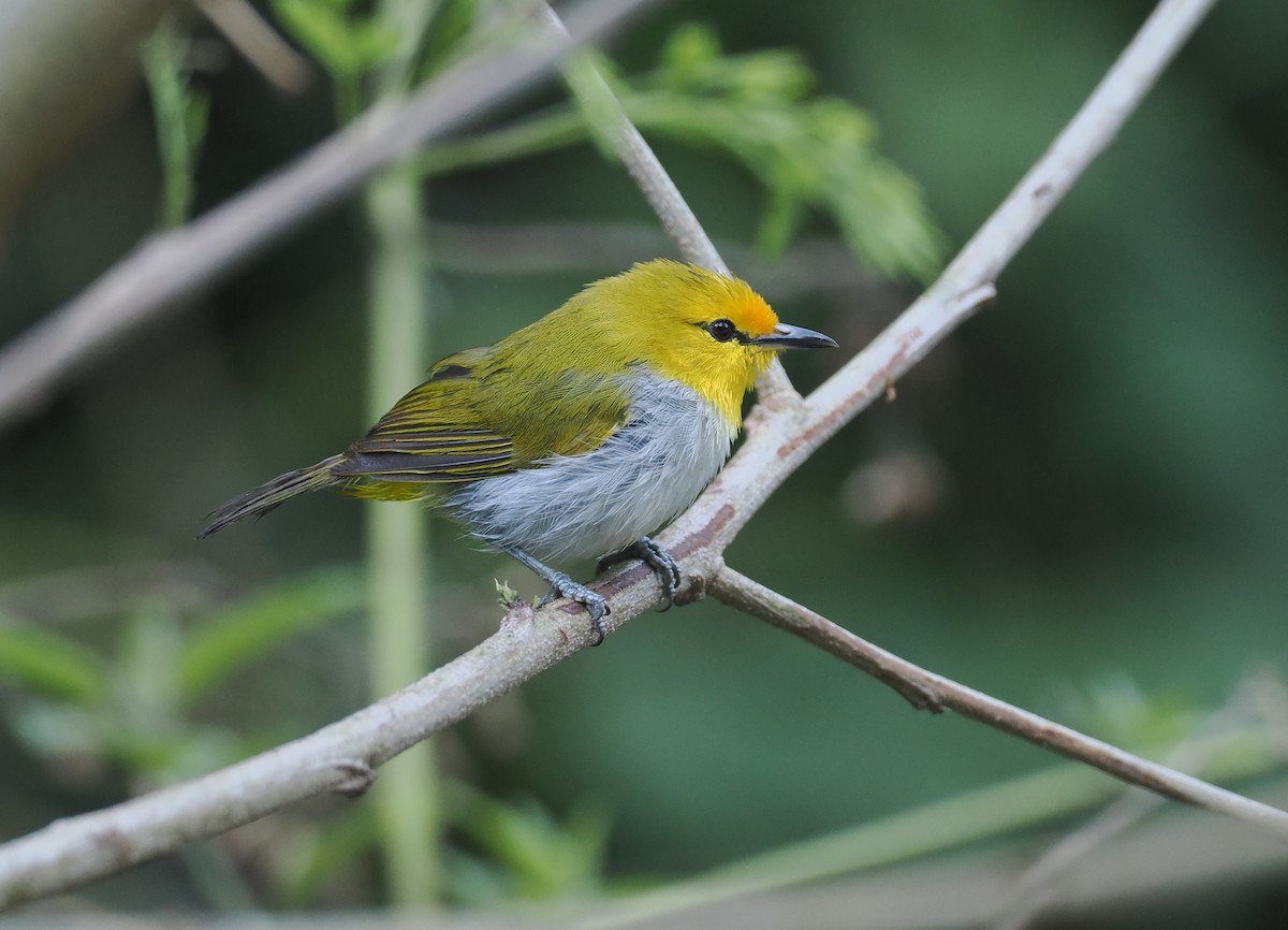 Окулярець рудолобий - ML646753866