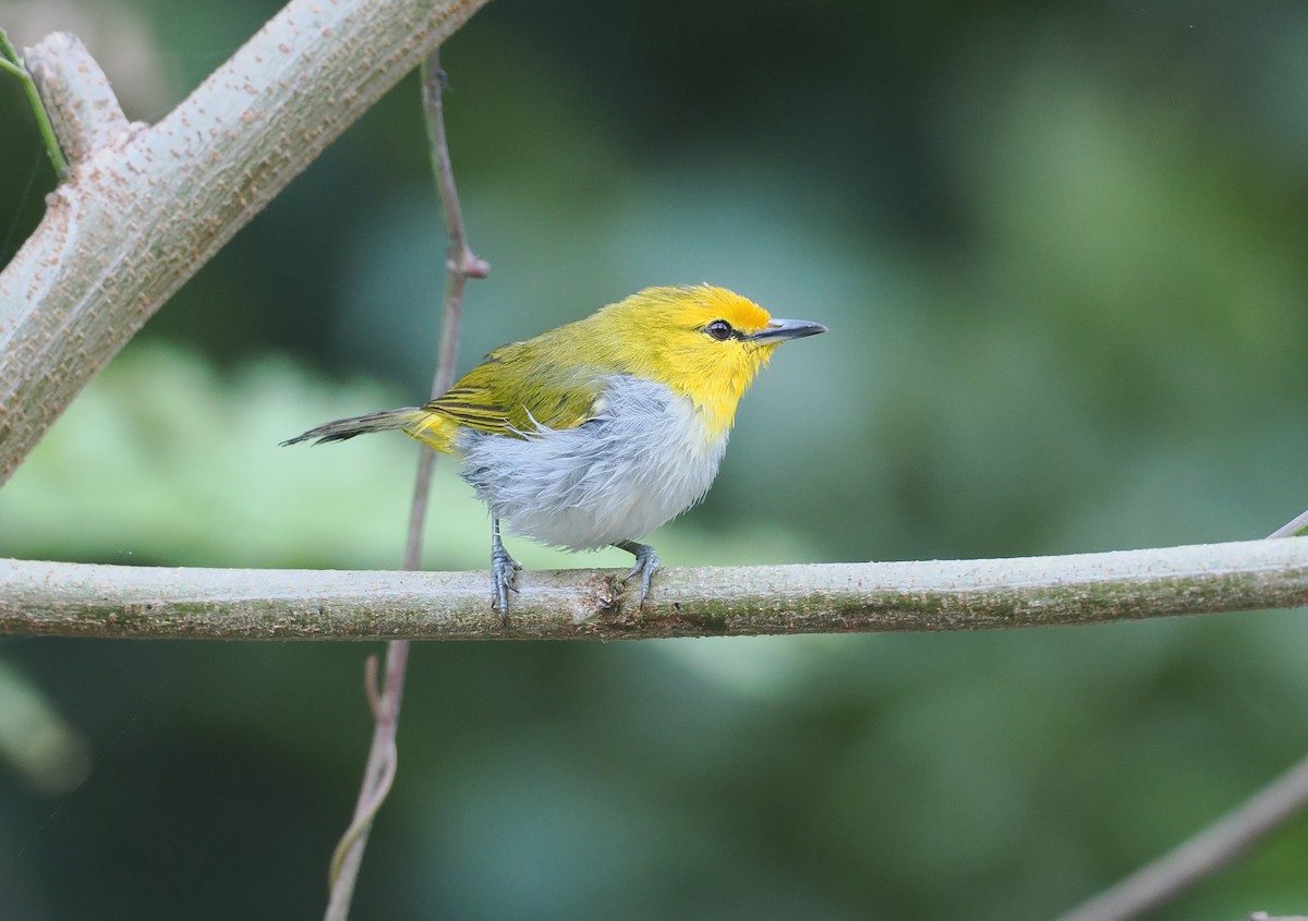 Окулярець рудолобий - ML646753867