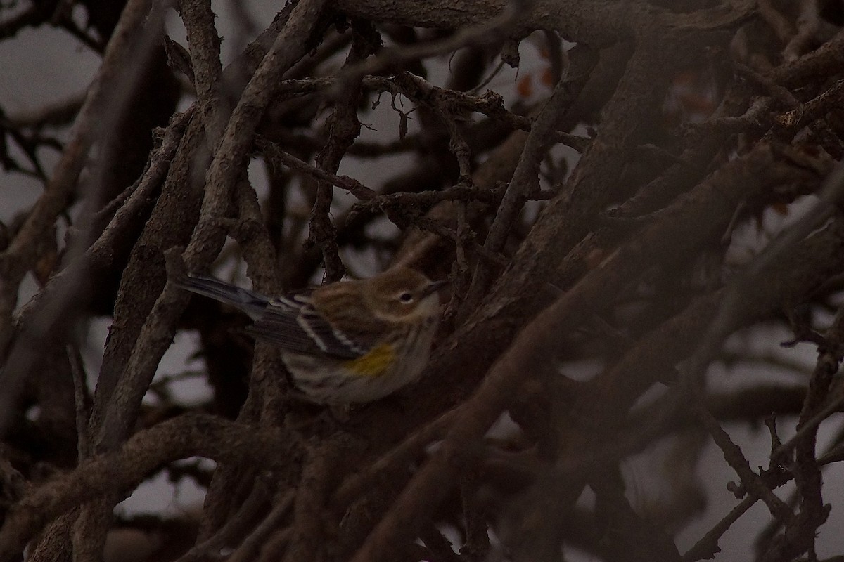 myrteparula - ML646753869