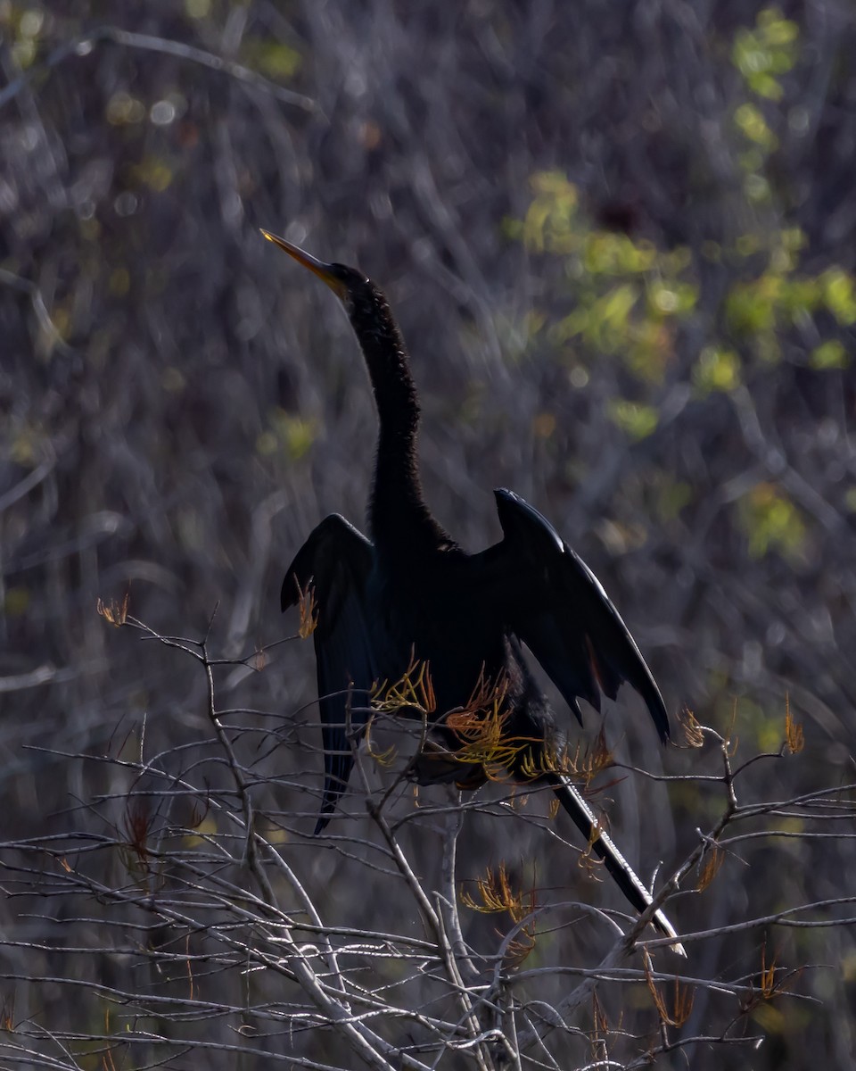 Amerika-Schlangenhalsvogel - ML646753870