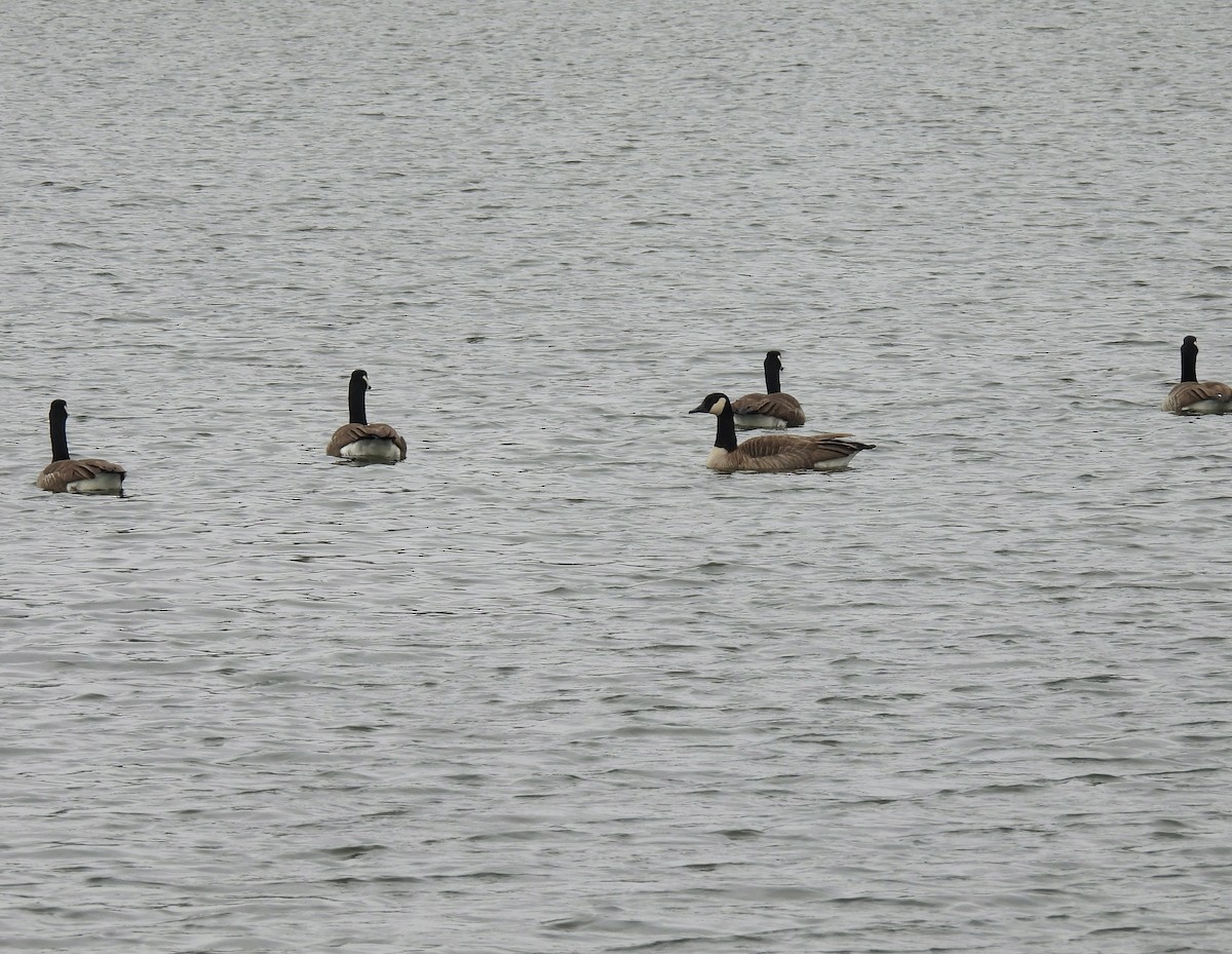 Canada Goose - ML646753871