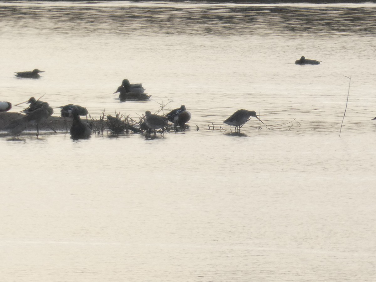 Black-tailed Godwit - ML646753873