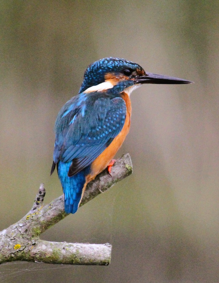Common Kingfisher - ML646753874