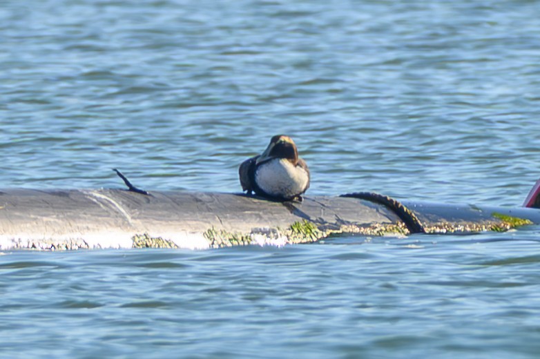Common Eider (Dresser's) - ML646753875