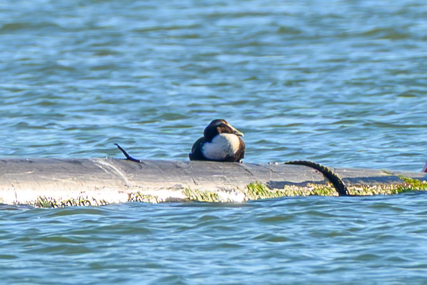 Common Eider (Dresser's) - ML646753876