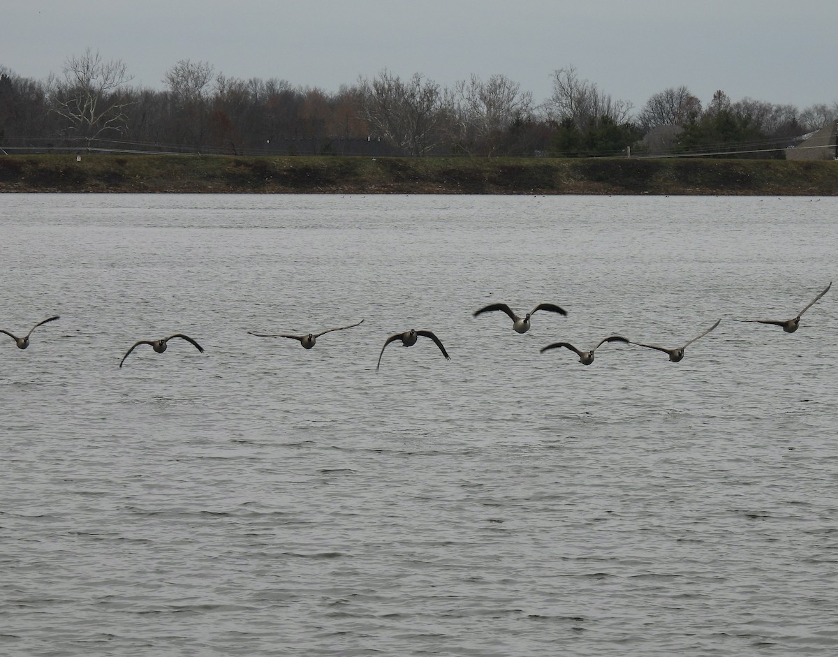 Canada Goose - ML646753878