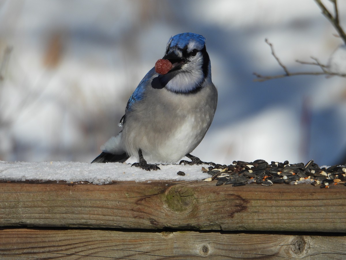 Geai bleu - ML646753879