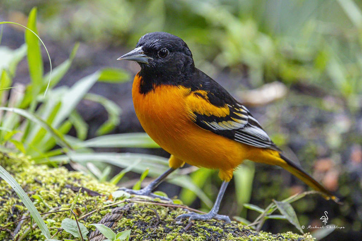 Baltimore Oriole - ML646753880