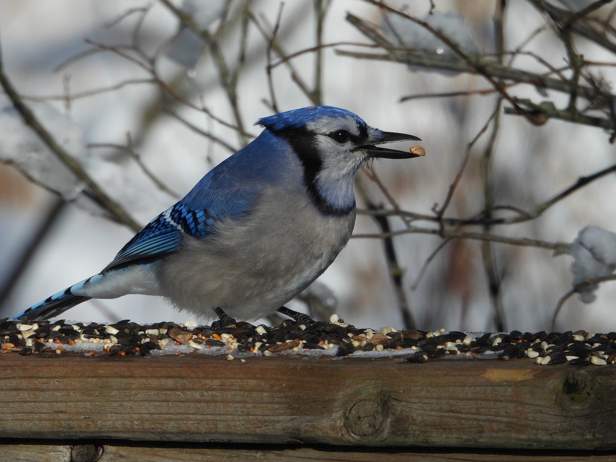 Geai bleu - ML646753881