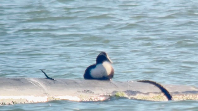 Common Eider (Dresser's) - ML646753883