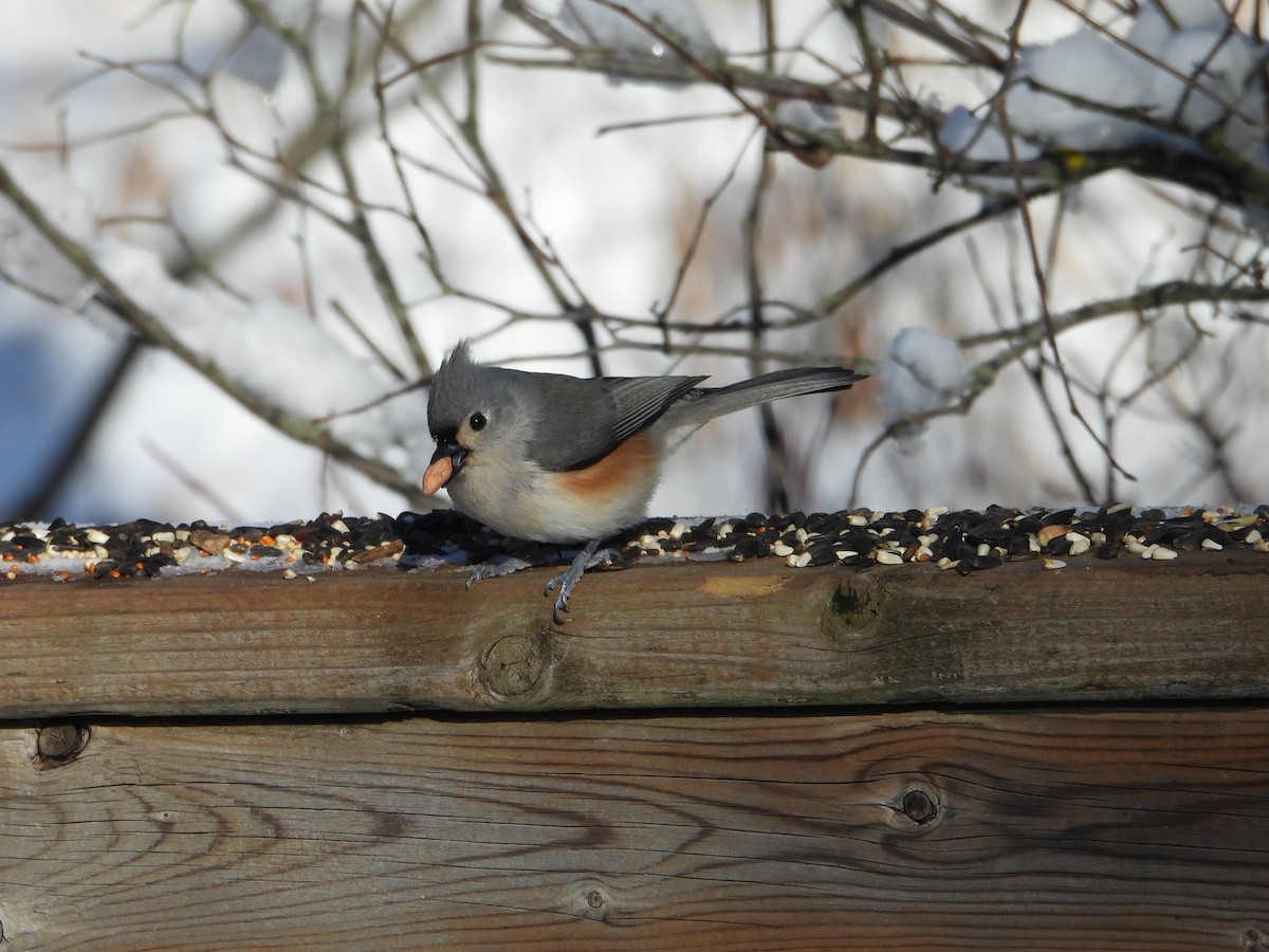 Tufted Titmouse - ML646753887