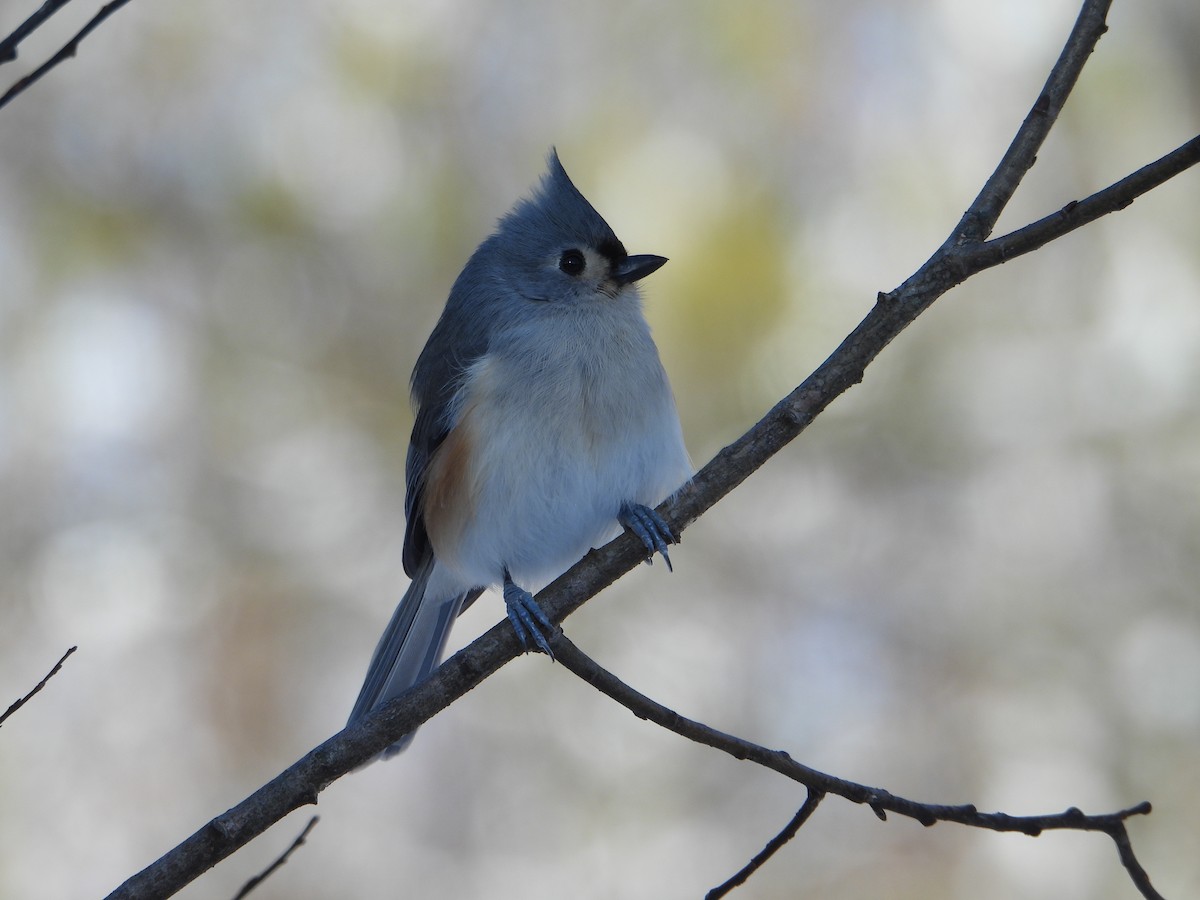 Tufted Titmouse - ML646753888