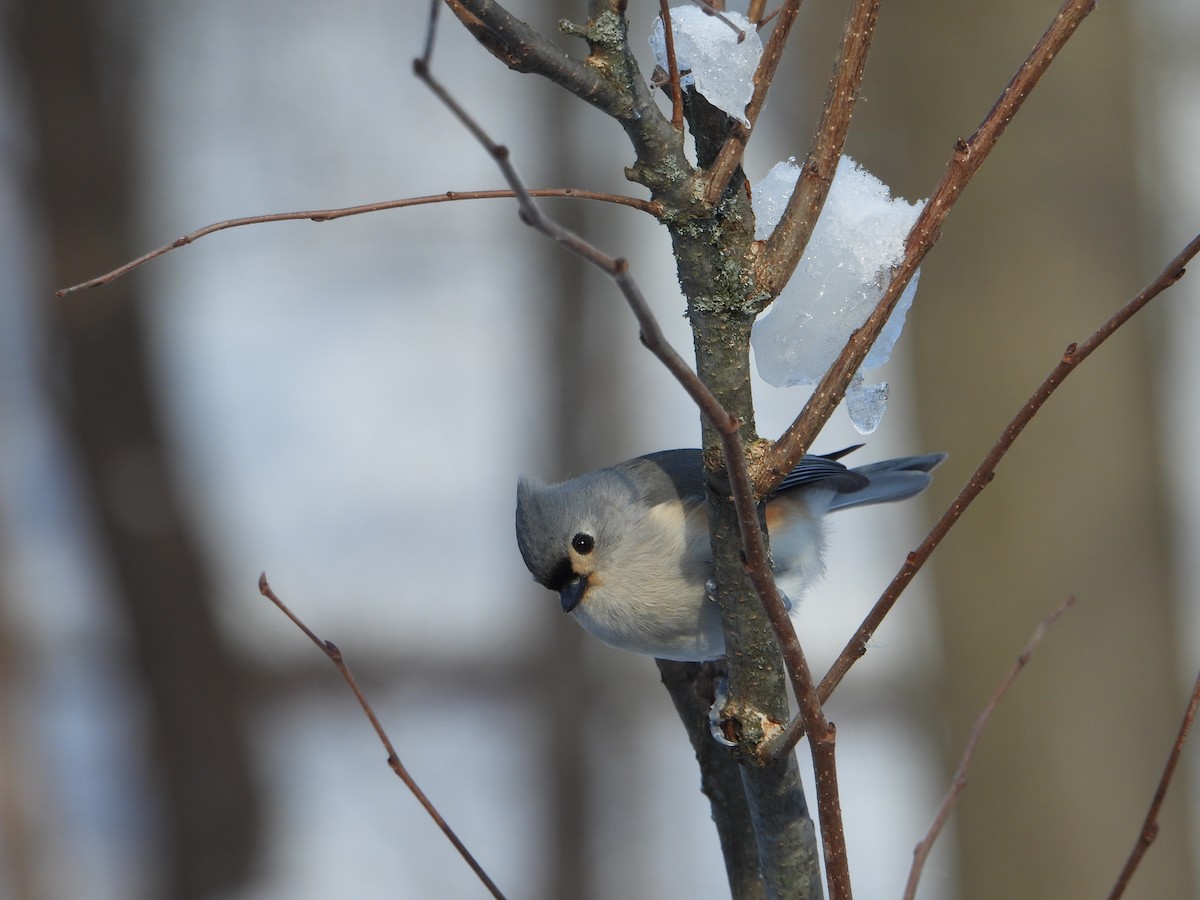Tufted Titmouse - ML646753889