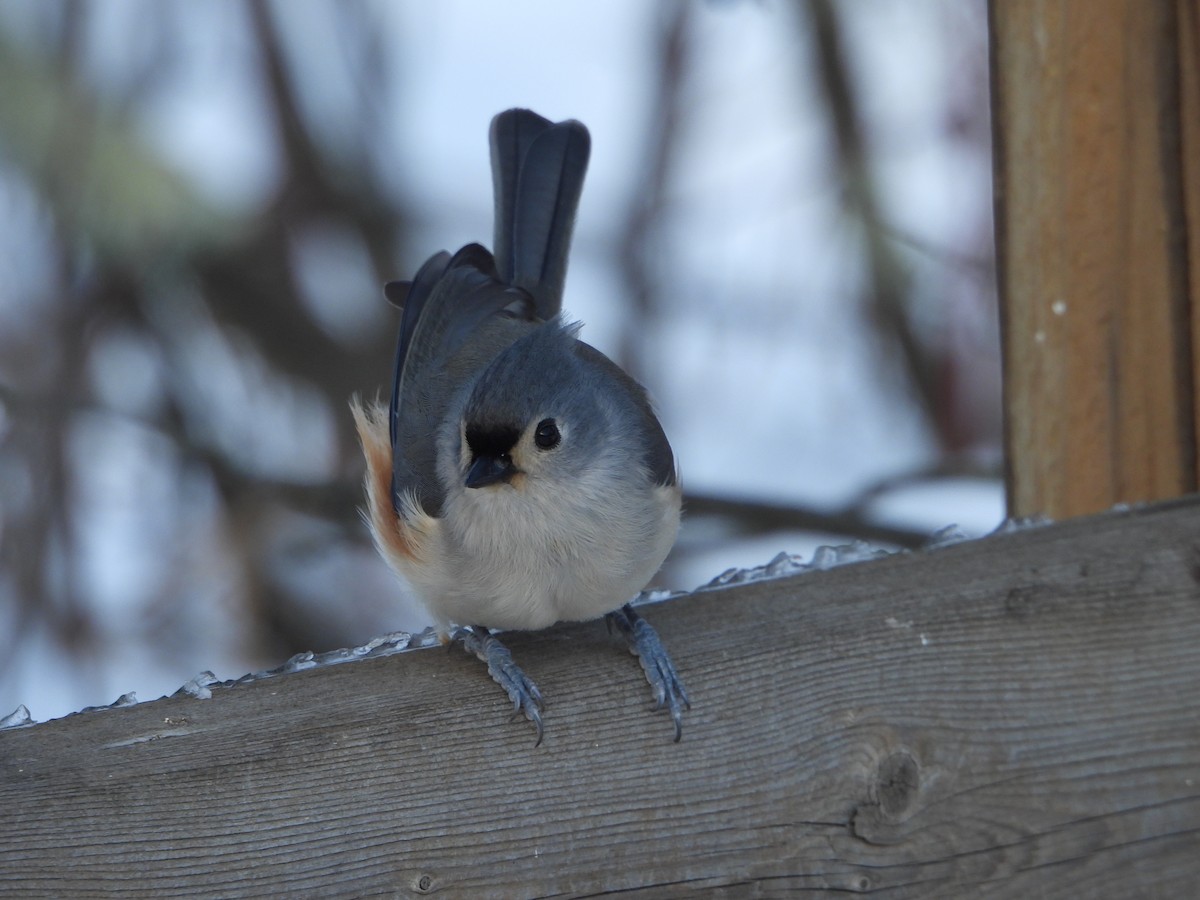 Tufted Titmouse - ML646753890