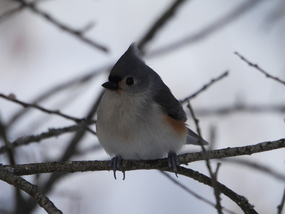 Tufted Titmouse - ML646753891