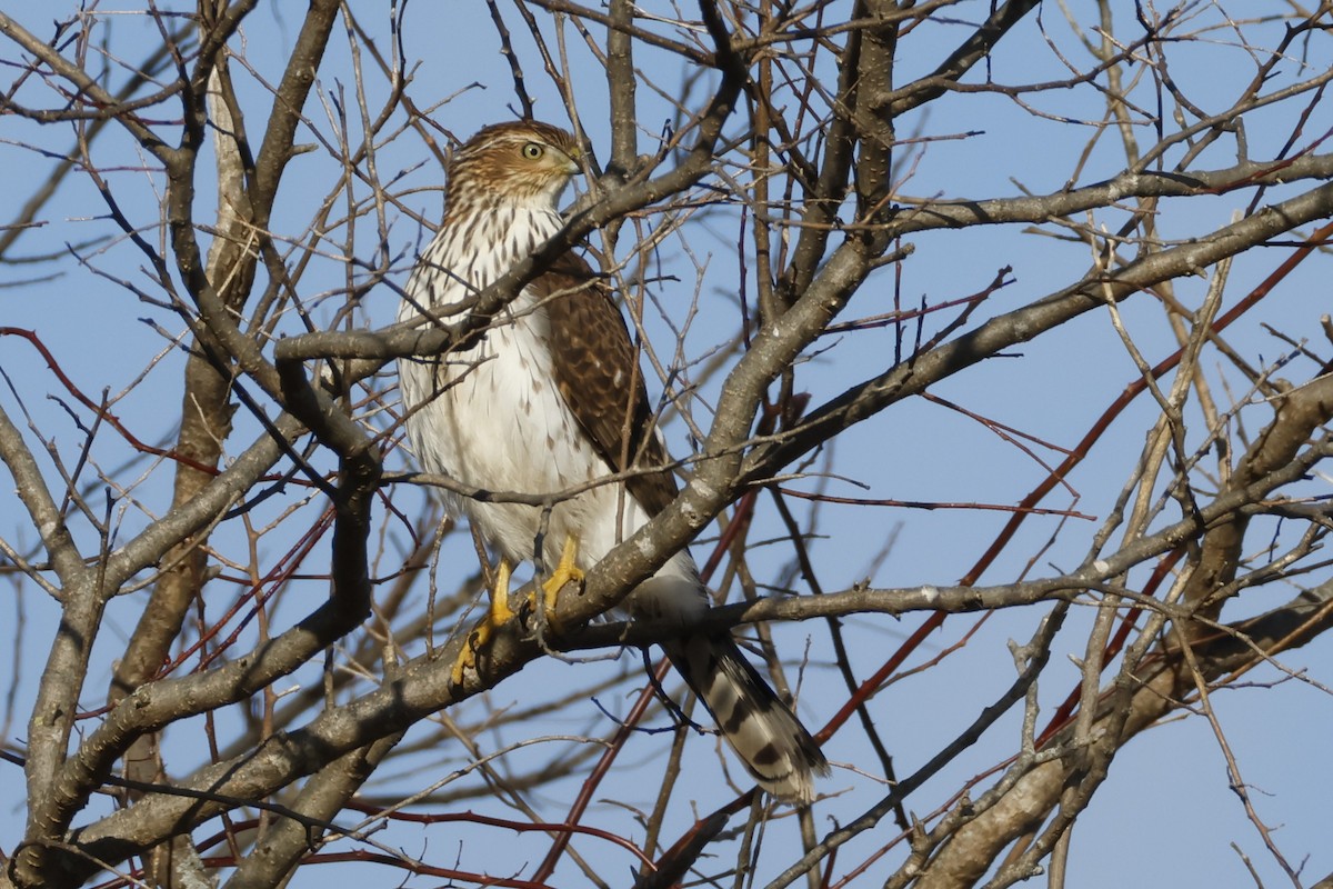Cooper's Hawk - ML646753893