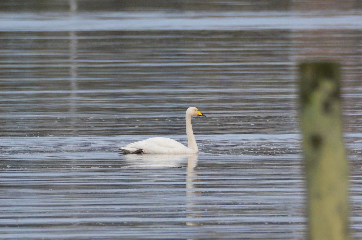 オオハクチョウ - ML646753900