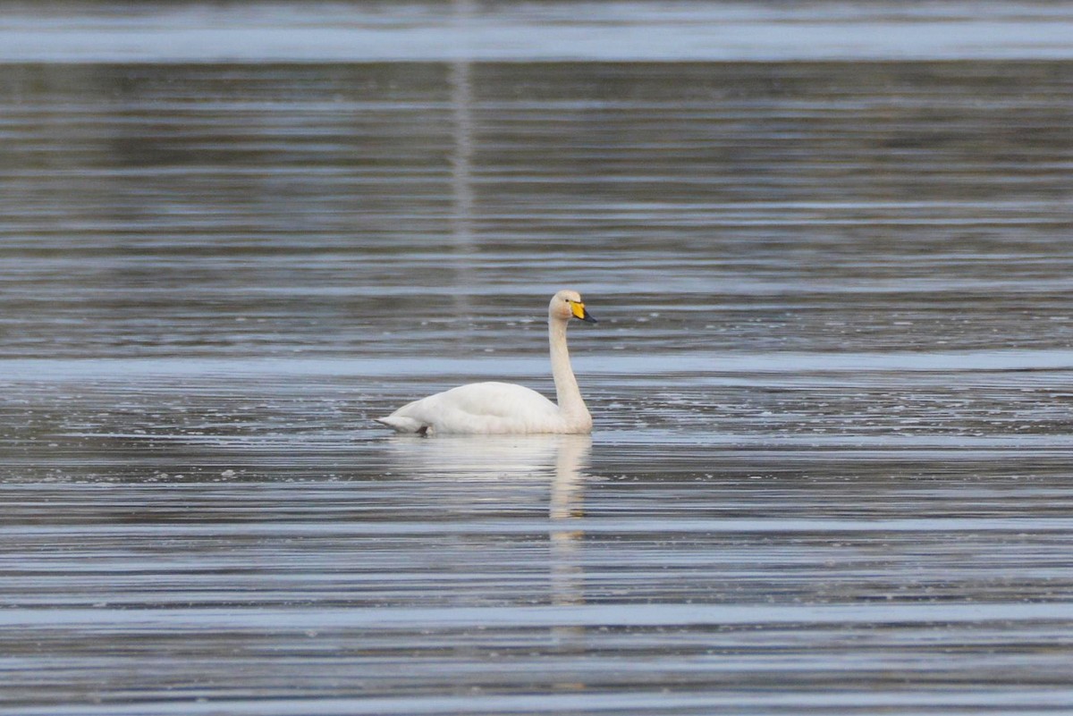 オオハクチョウ - ML646753901
