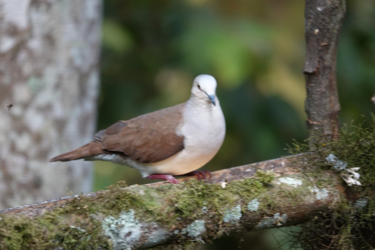 Pallid Dove - ML646753903