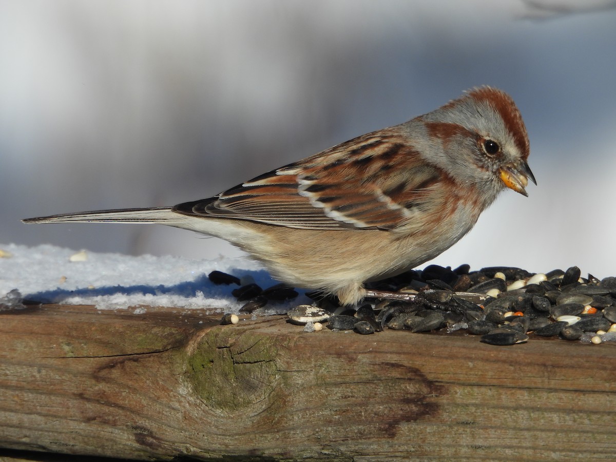 American Tree Sparrow - ML646753909