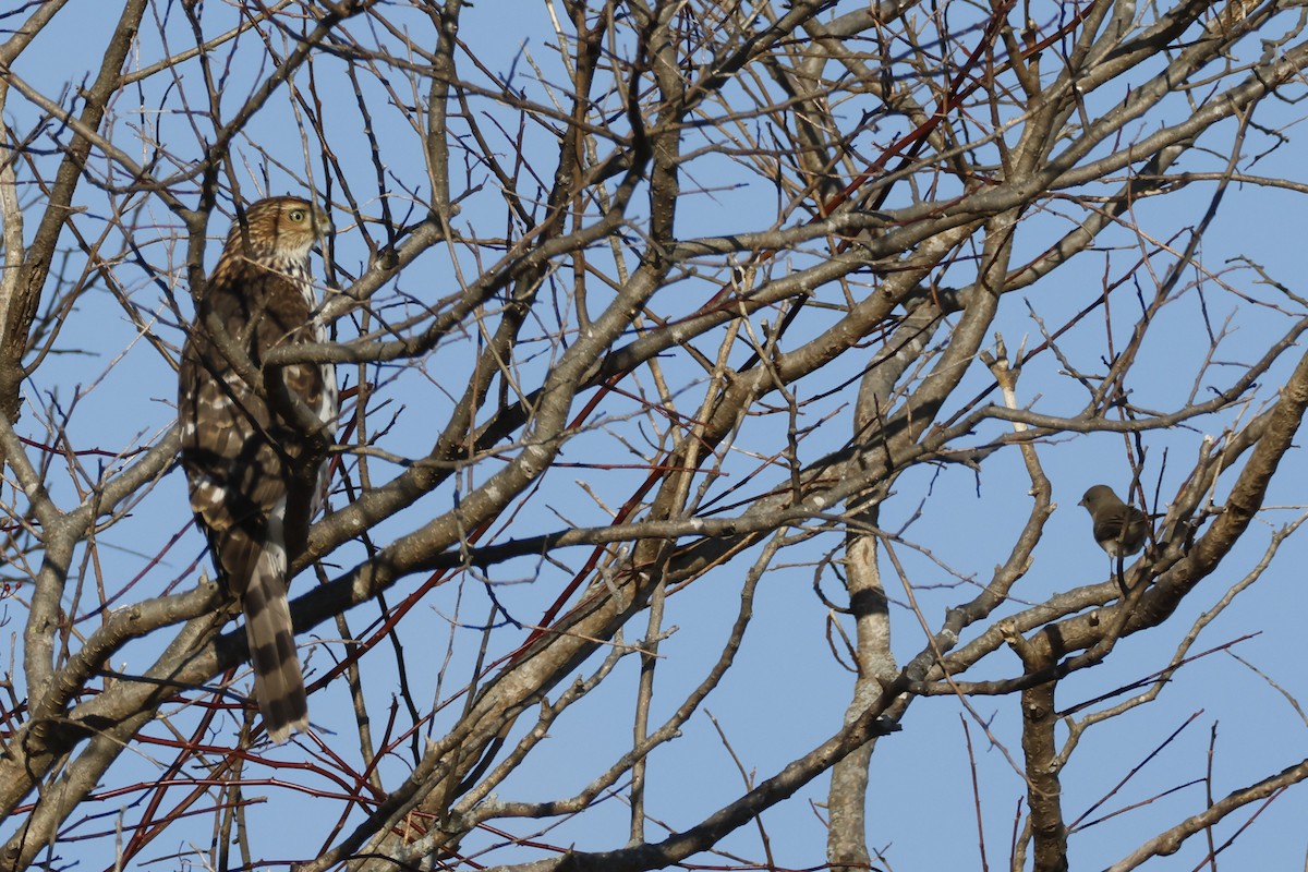 Cooper's Hawk - ML646753911
