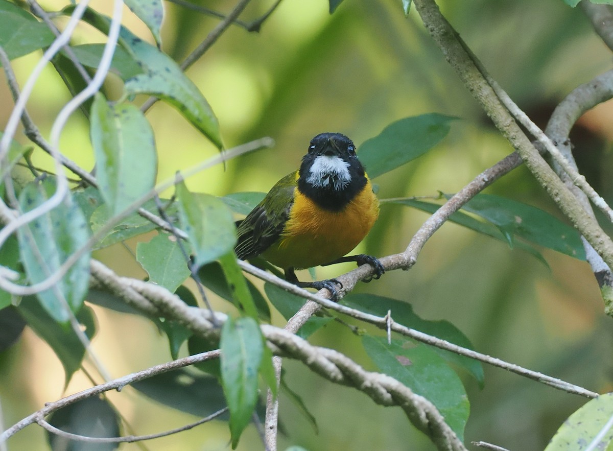 Tenggara Whistler (Sumba) - ML646753913