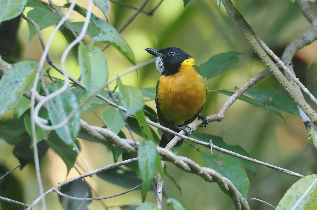 Tenggara Whistler (Sumba) - ML646753914