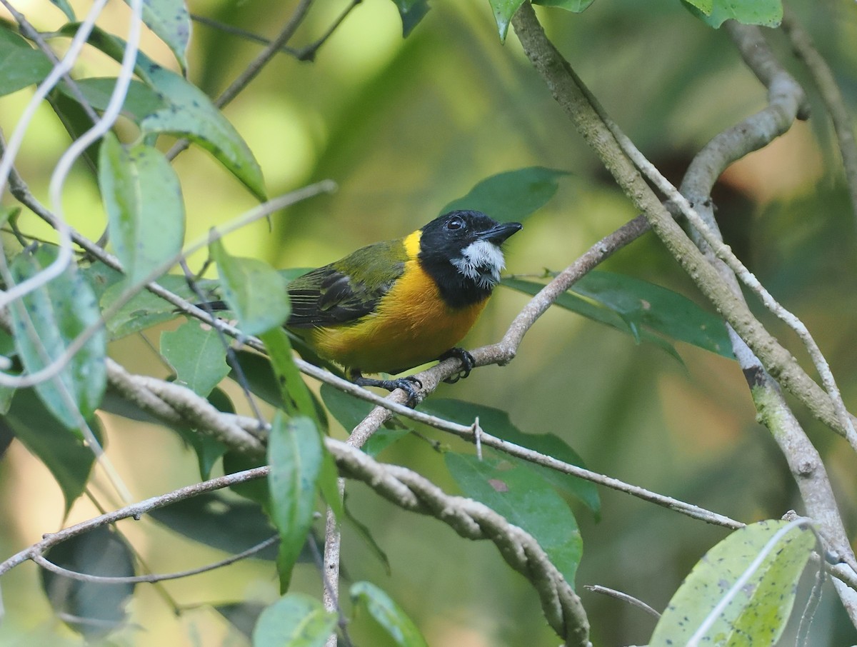 Tenggara Whistler (Sumba) - ML646753915