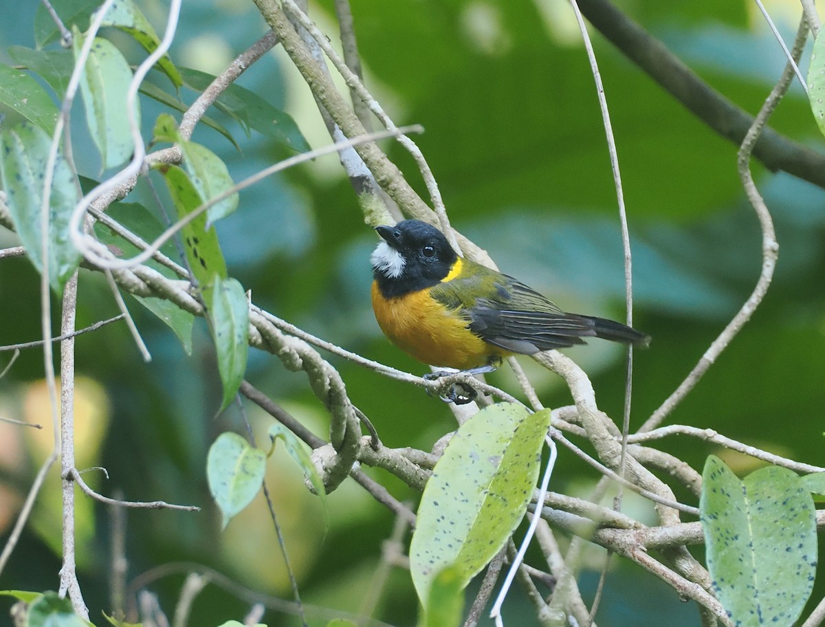 Tenggara Whistler (Sumba) - ML646753916