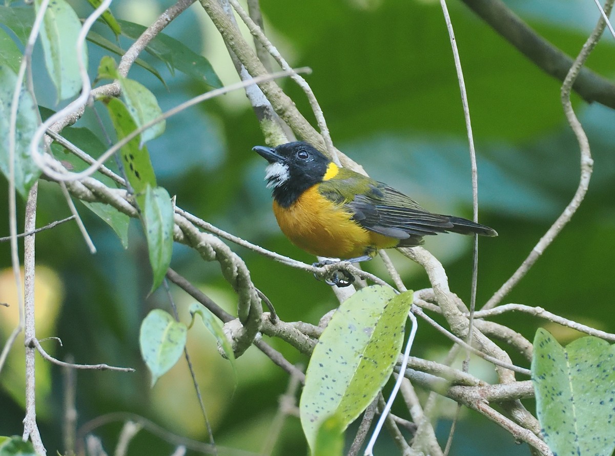 Tenggara Whistler (Sumba) - ML646753917