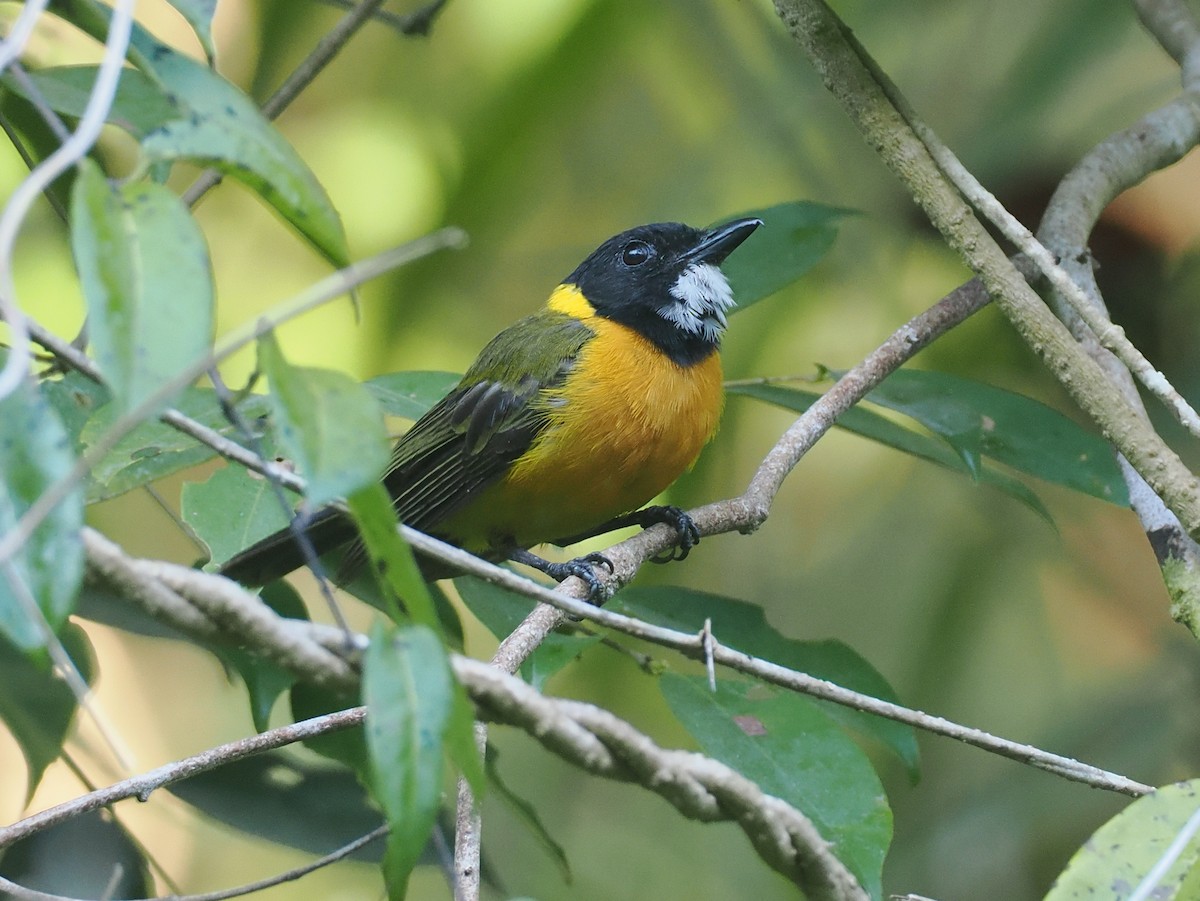 Tenggara Whistler (Sumba) - ML646753918