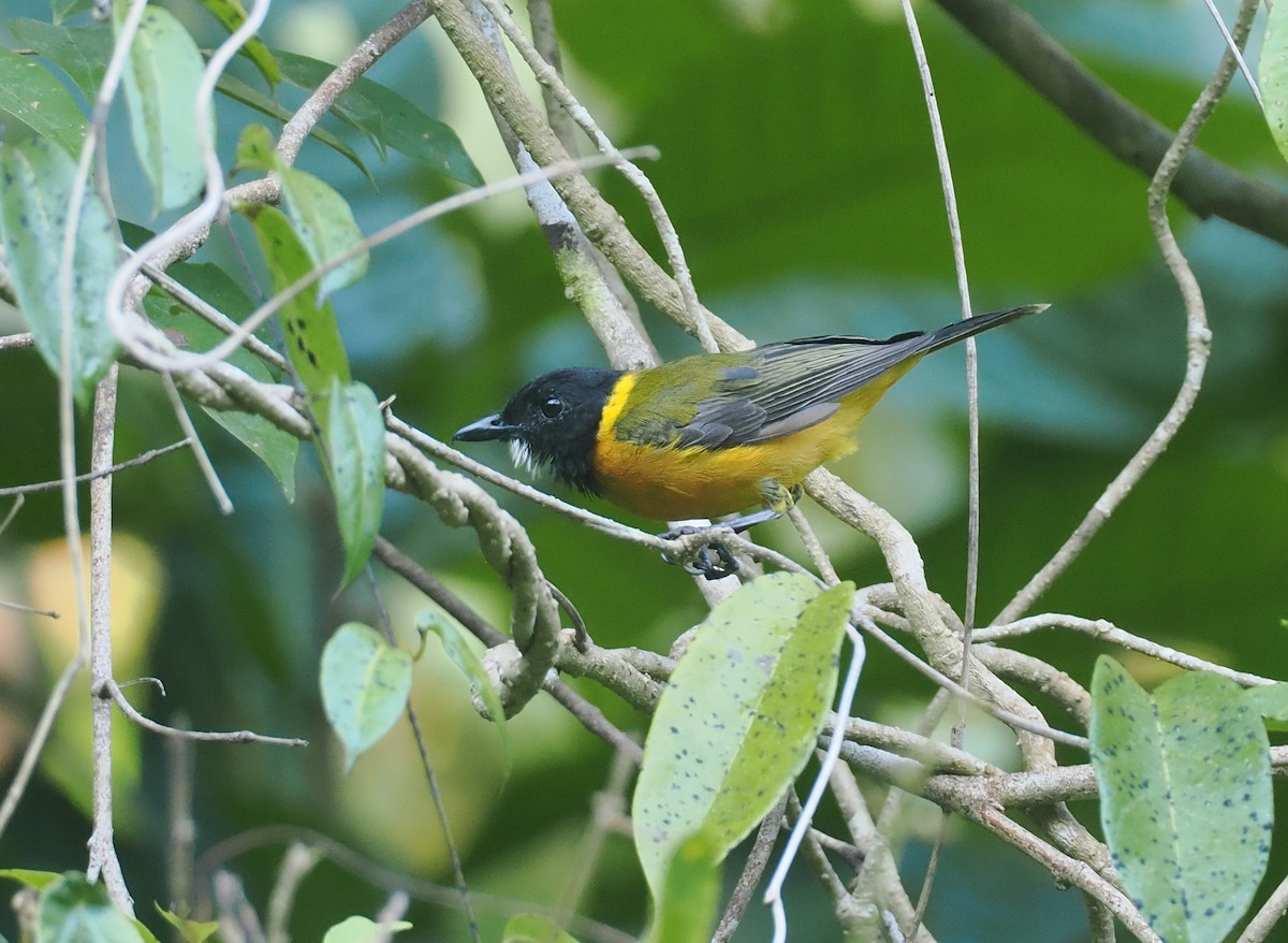 Tenggara Whistler (Sumba) - ML646753919