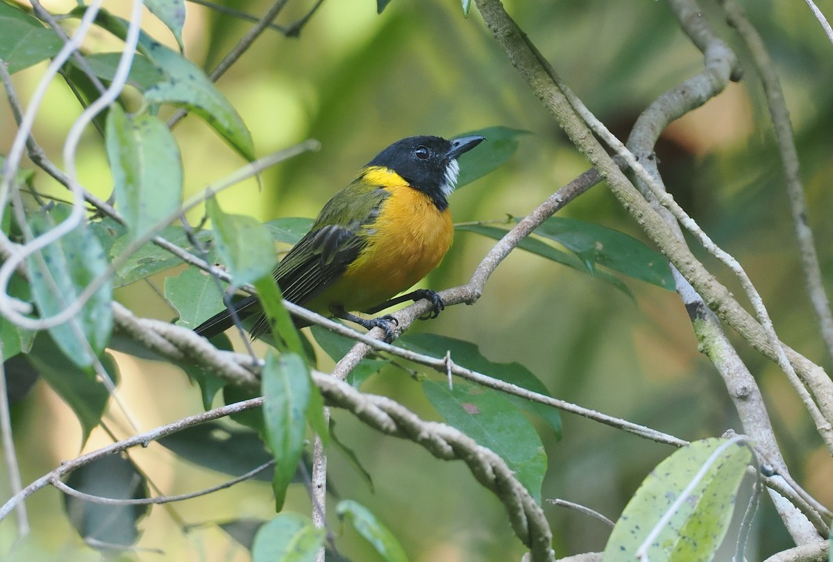 Tenggara Whistler (Sumba) - ML646753921