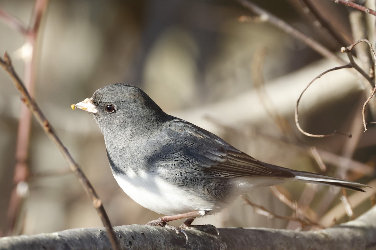 Dark-eyed Junco - ML646753926