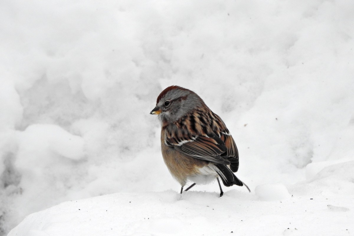 American Tree Sparrow - ML646753933