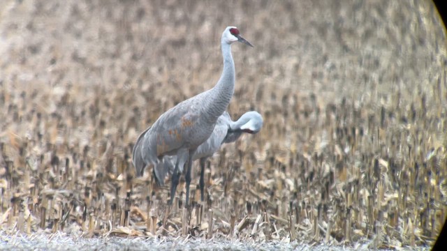 沙丘鶴 - ML646753934